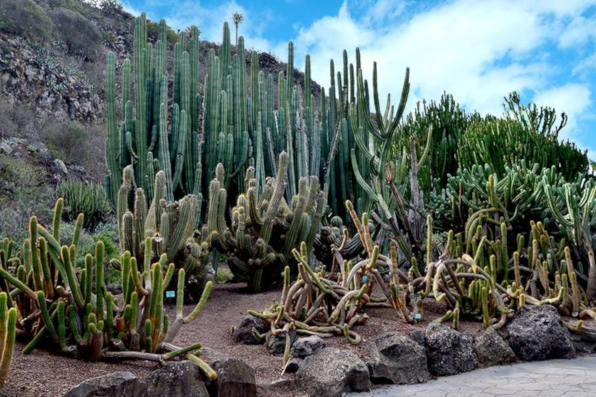 Las Plamas, botanical garden and volcano