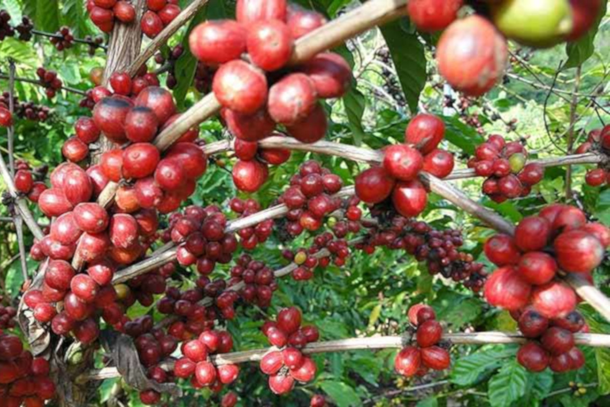 Around the island and coffee plantation