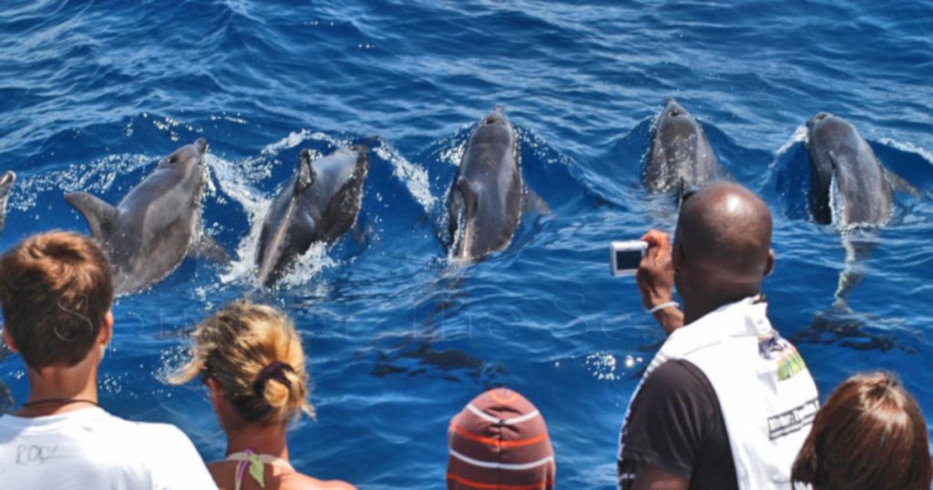 Dolphin and whale search